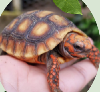 Jabuti caminhando na floresta amazônica
