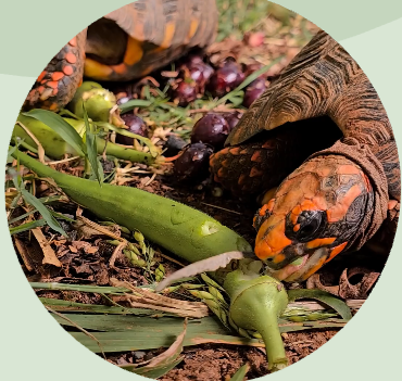 Jabuti em seu habitat natural