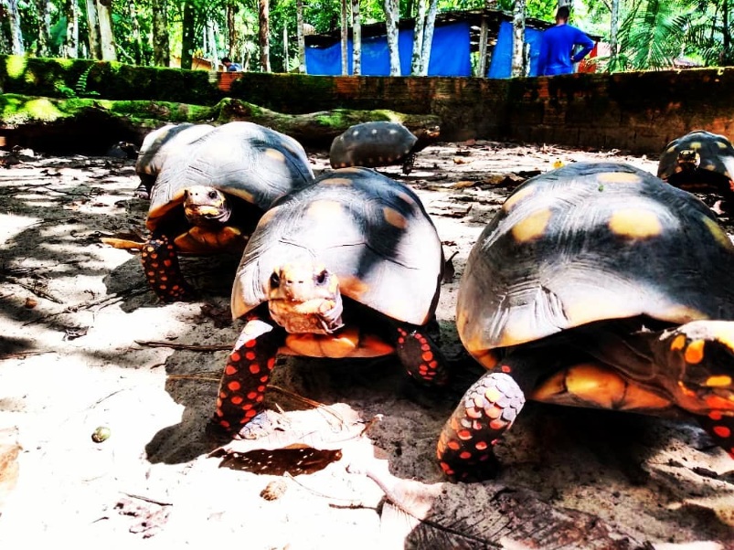 O jabuti é um réptil que pertence à família gechelonio e denticulata.