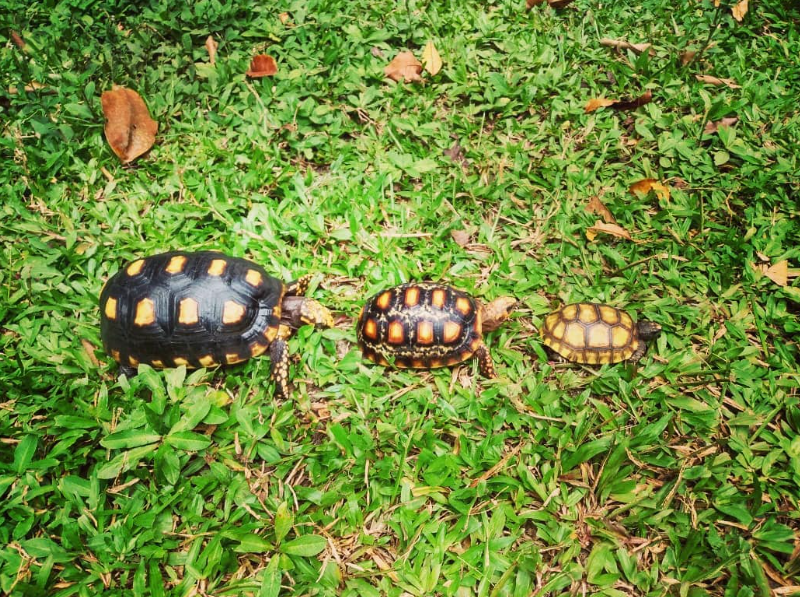 Um jabuti é um animal de estimação interessante e, para garantir sua saúde e bem-estar, é fundamental oferecer uma dieta adequada.